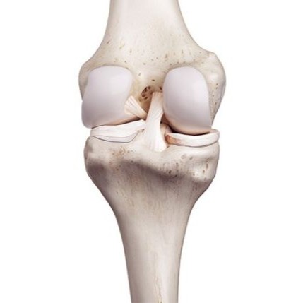 cấu tạo sụn khớp gối