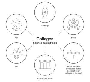 collagen sụn khớp