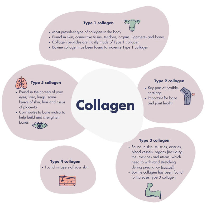 collagen sụn khớp và collagen cho da