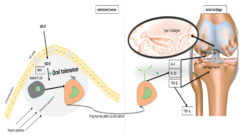 Collagen type 2 không biến tính là gì