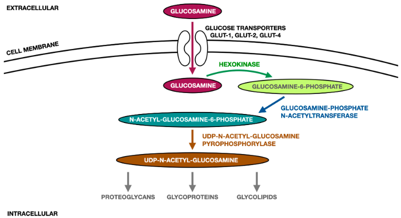 cơ chế glucosamine