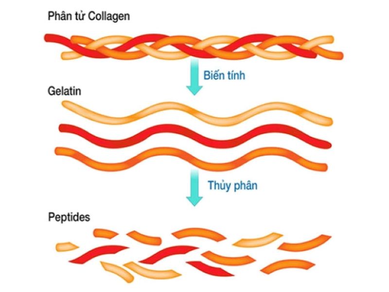 collagen thủy phân type 2