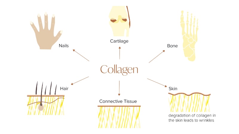  collagen có ở đâu trong cơ thể