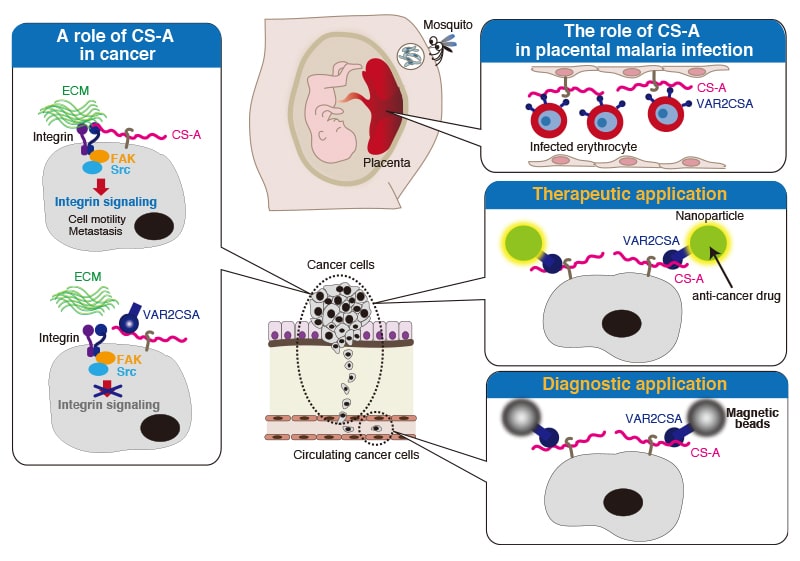 chondroitin có tác dụng gì