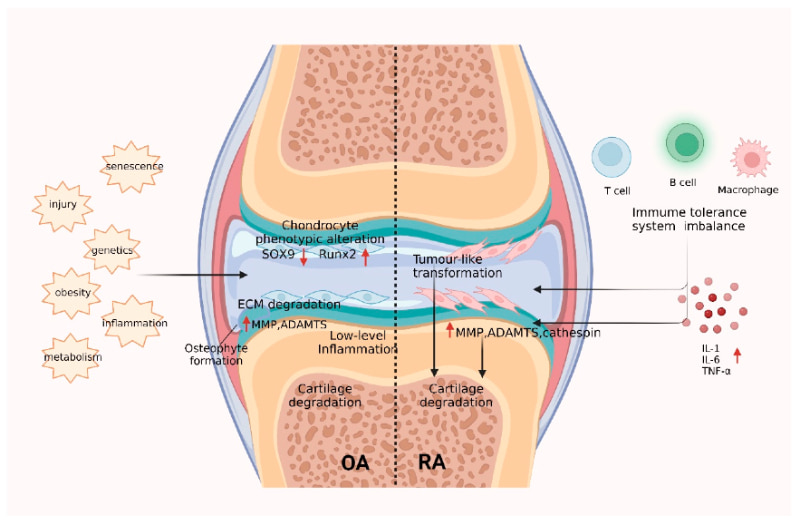 Collagen type 2 có tác dụng gì