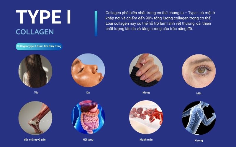 tác dụng của collagen type 1