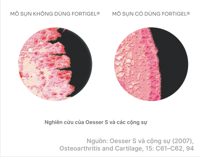 So sánh mô sụn không dùng và có dùng FORTIGEL, nghiên cứu Oesser năm 2007